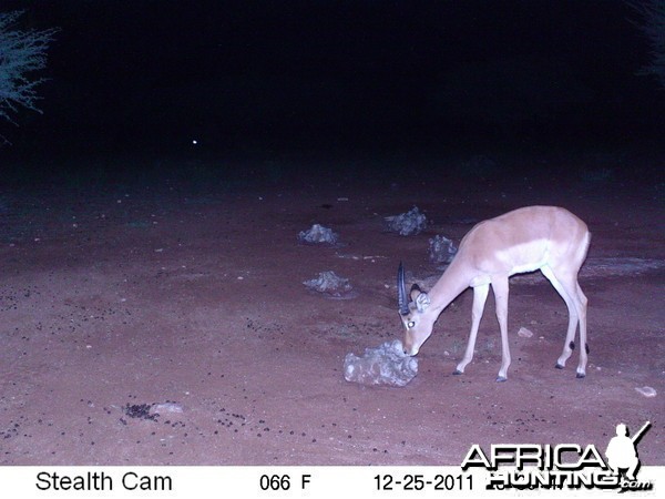 Trail Camera Namibia