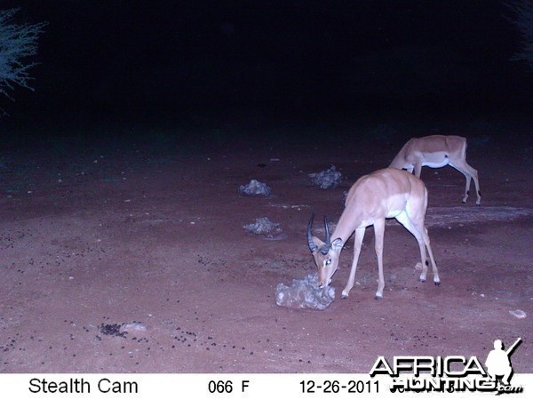 Trail Camera Namibia