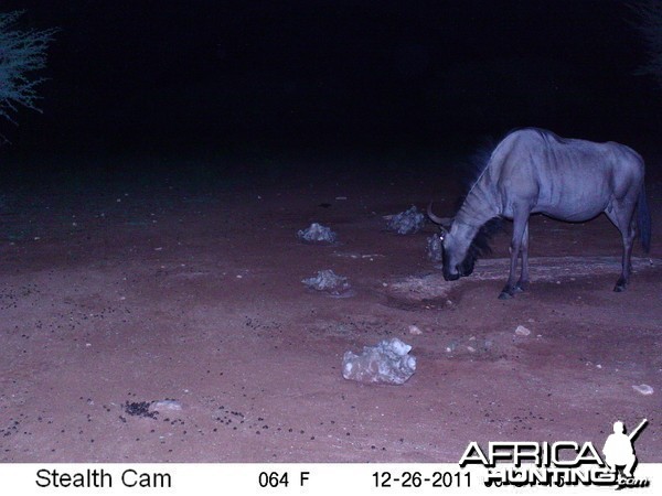 Trail Camera Namibia