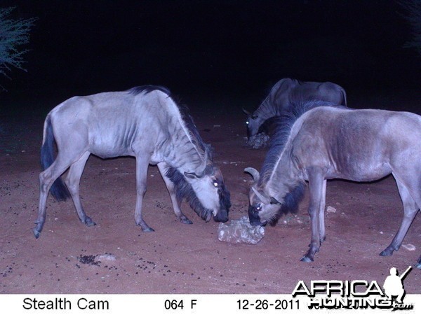 Trail Camera Namibia