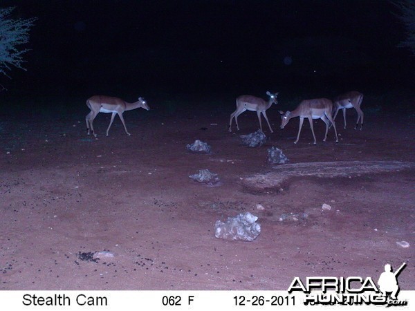 Trail Camera Namibia