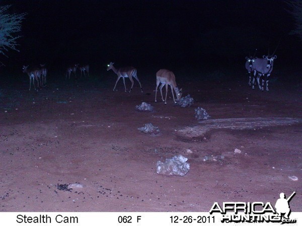 Trail Camera Namibia