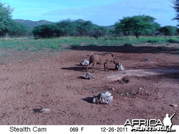 Trail Camera Namibia