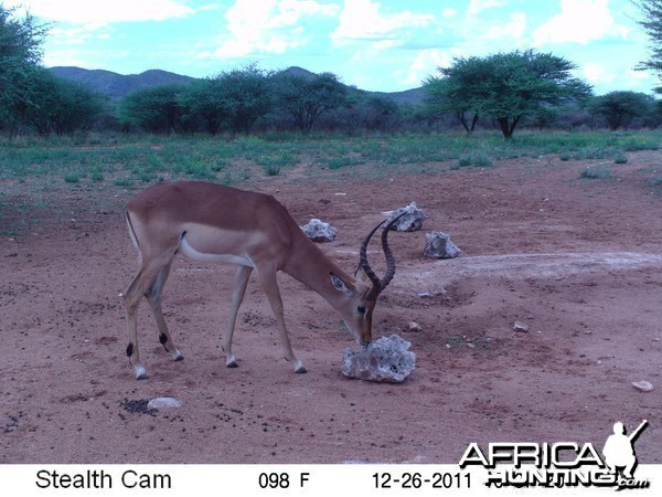 Trail Camera Namibia