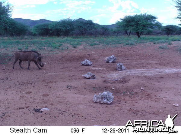 Trail Camera Namibia