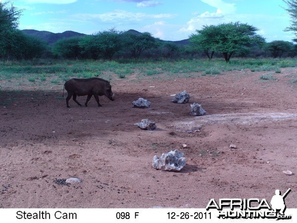 Trail Camera Namibia