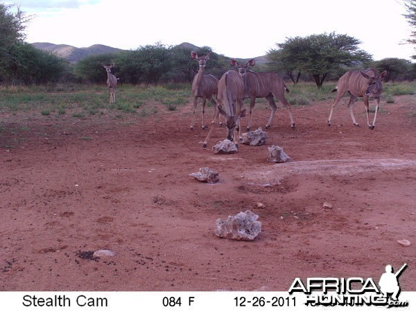 Trail Camera Namibia