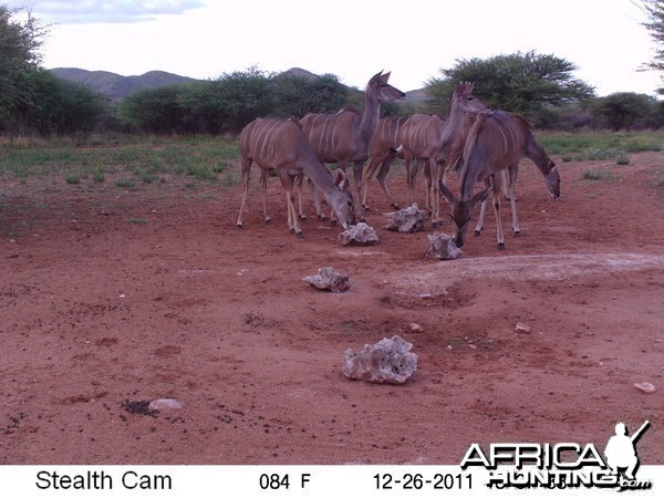 Trail Camera Namibia