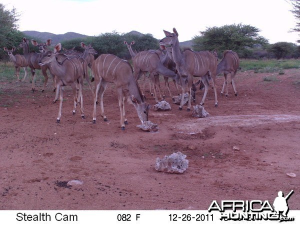 Trail Camera Namibia