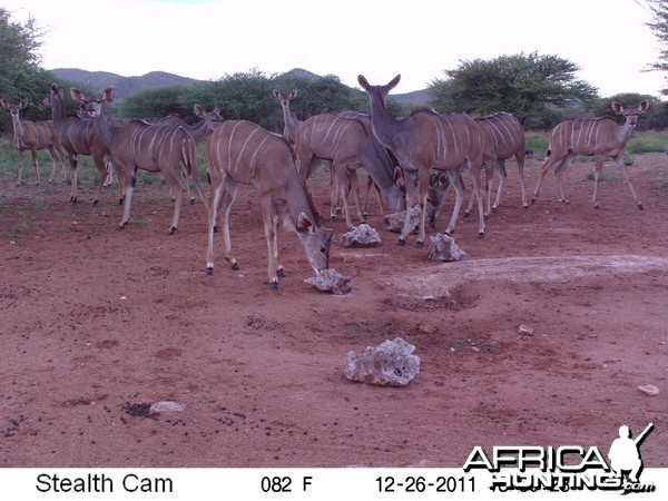 Trail Camera Namibia