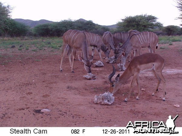 Trail Camera Namibia