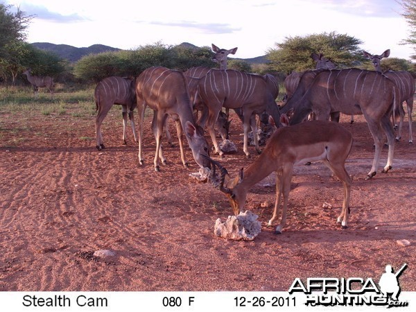 Trail Camera Namibia