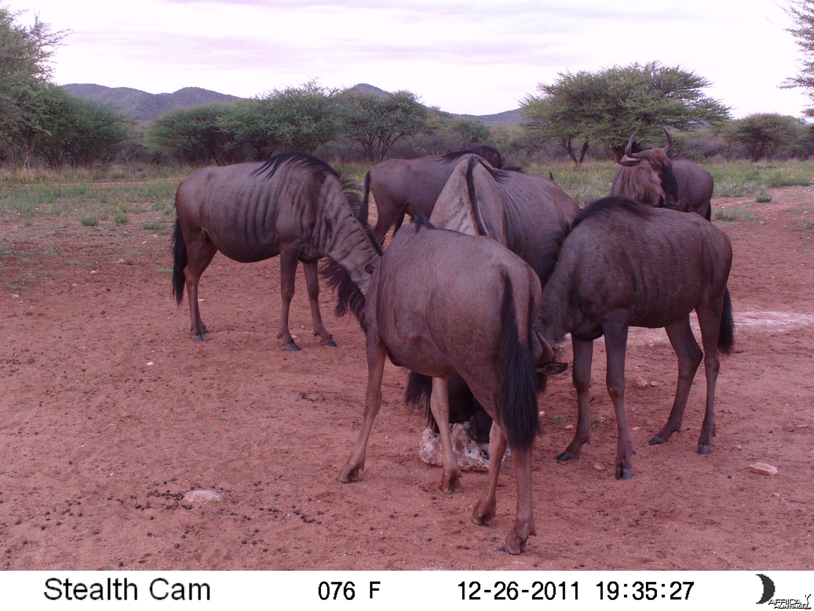 Trail Camera Namibia