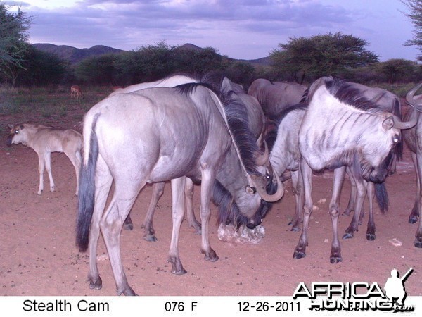 Trail Camera Namibia