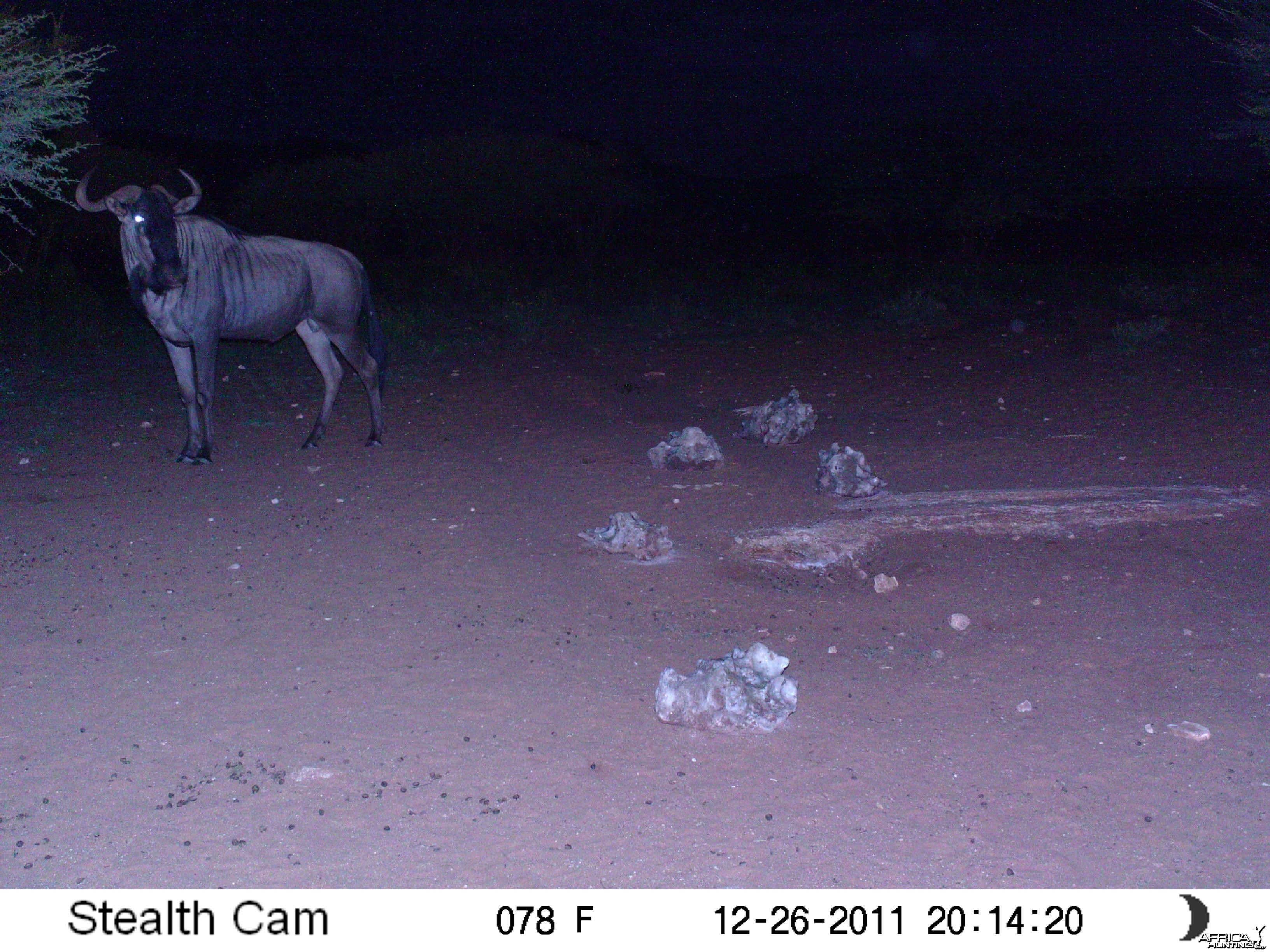 Trail Camera Namibia
