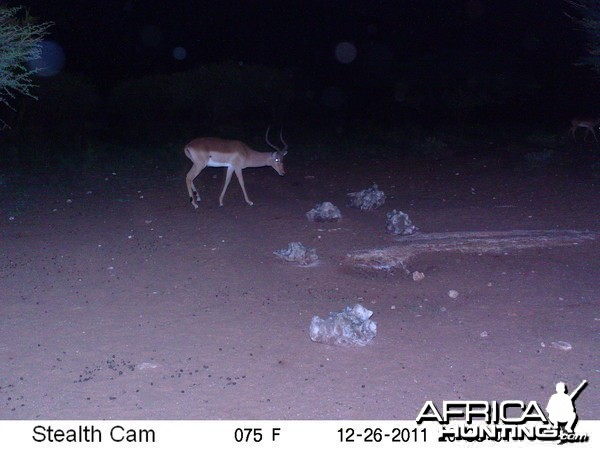 Trail Camera Namibia