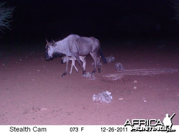 Trail Camera Namibia