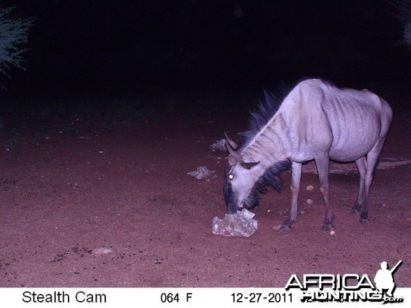 Trail Camera Namibia