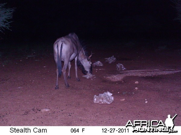 Trail Camera Namibia