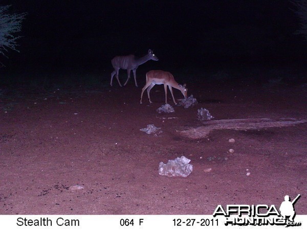 Trail Camera Namibia