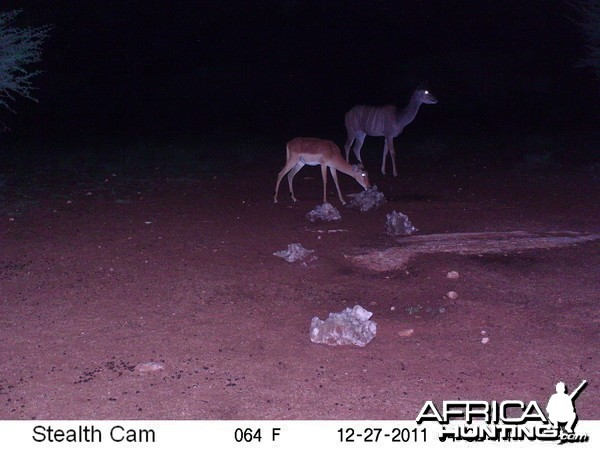 Trail Camera Namibia