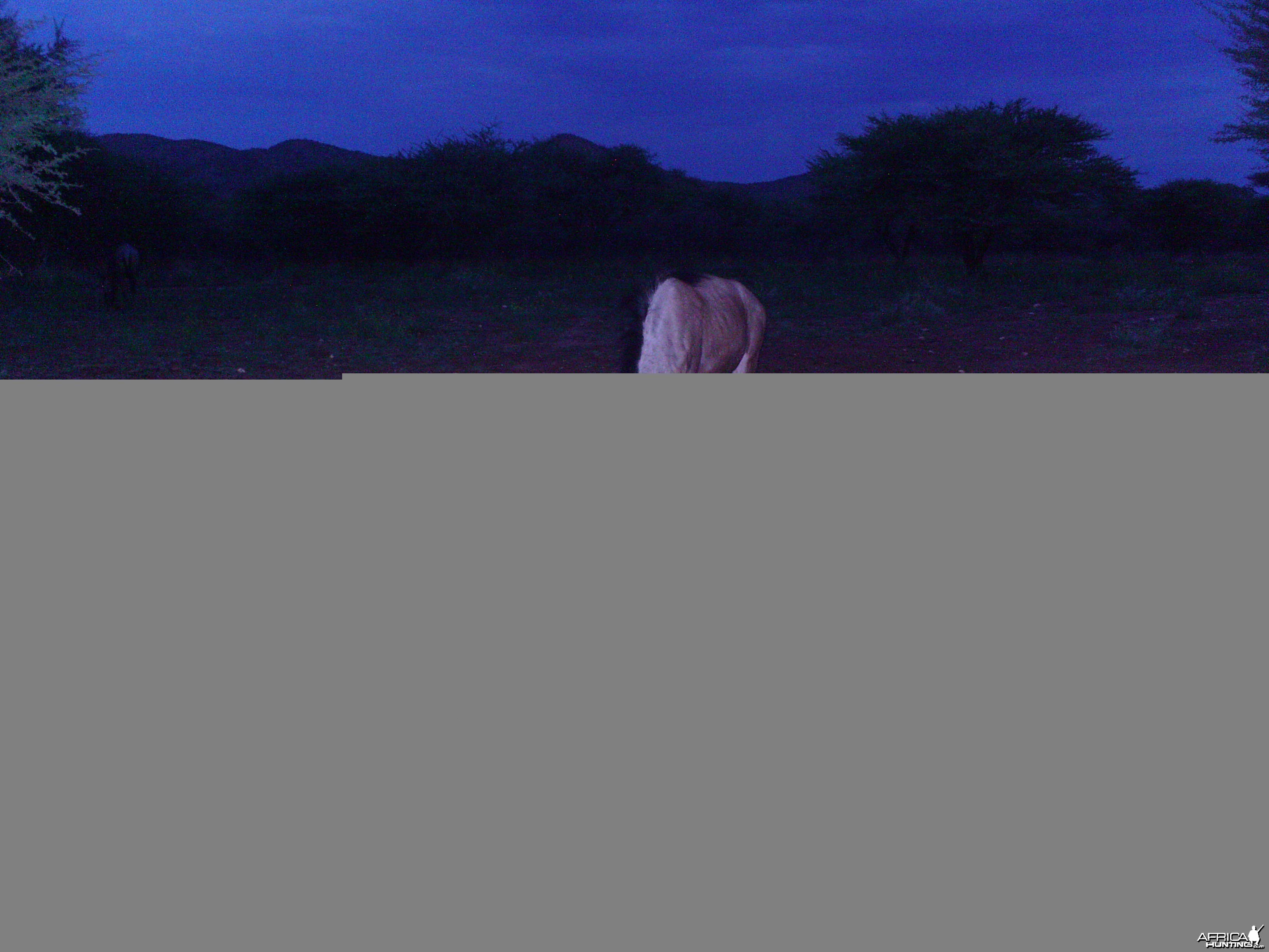 Trail Camera Namibia