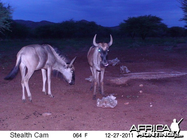 Trail Camera Namibia