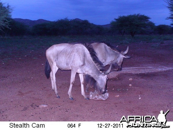 Trail Camera Namibia