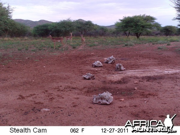 Trail Camera Namibia