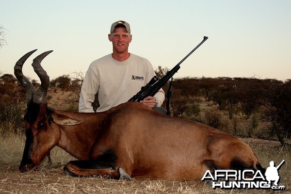 Red Hartebeest