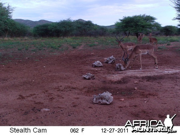 Trail Camera Namibia