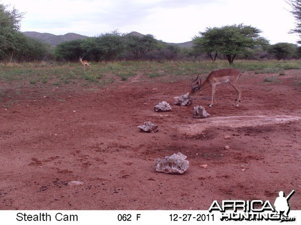 Trail Camera Namibia