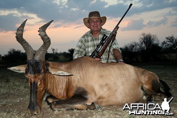 Red Hartebeest