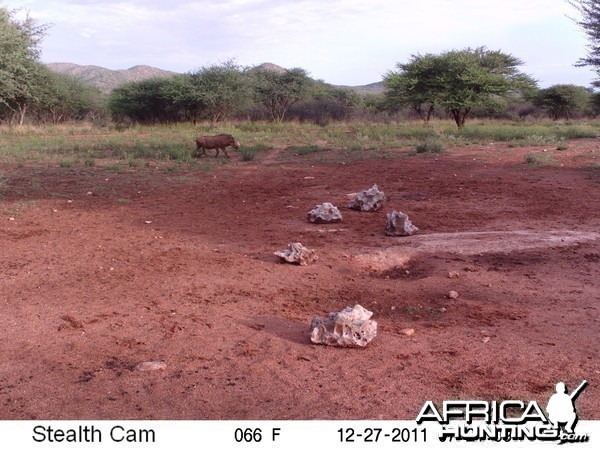 Trail Camera Namibia