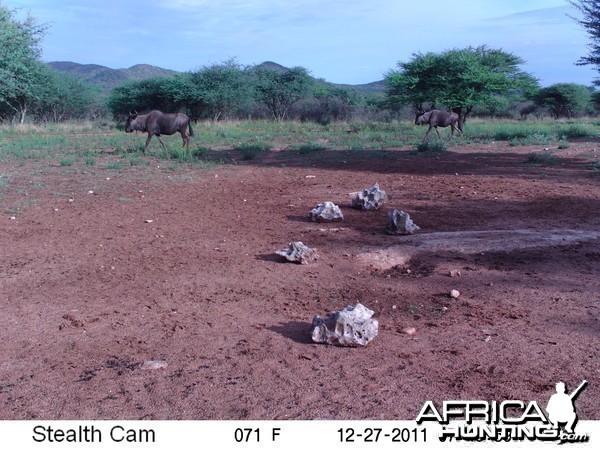 Trail Camera Namibia