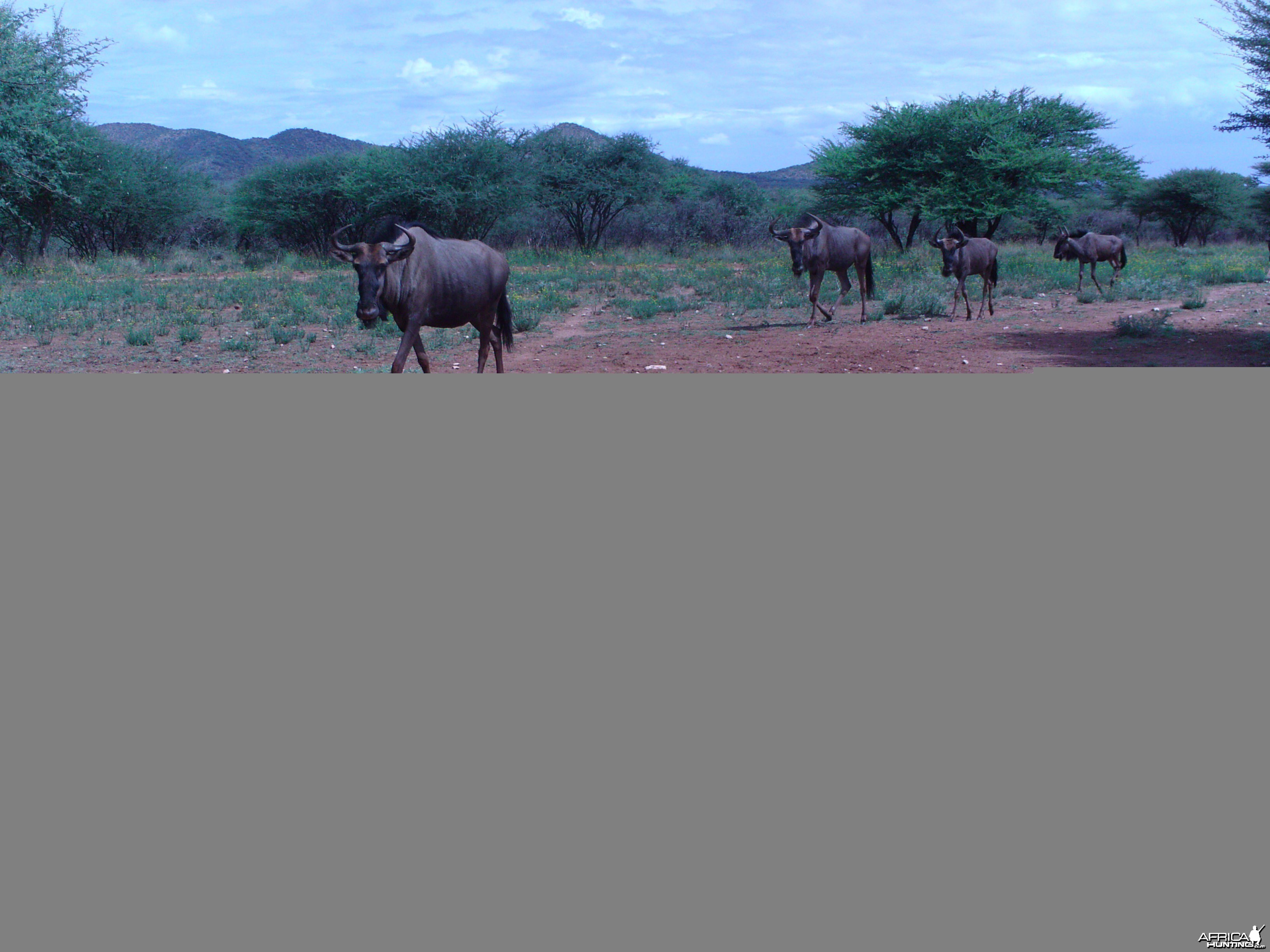 Trail Camera Namibia