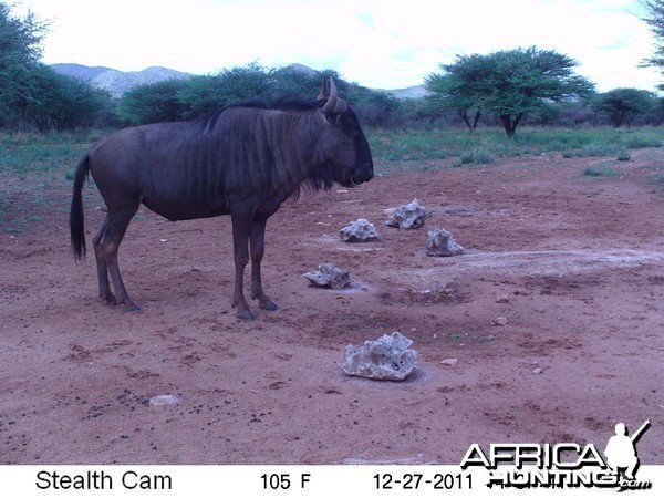 Trail Camera Namibia