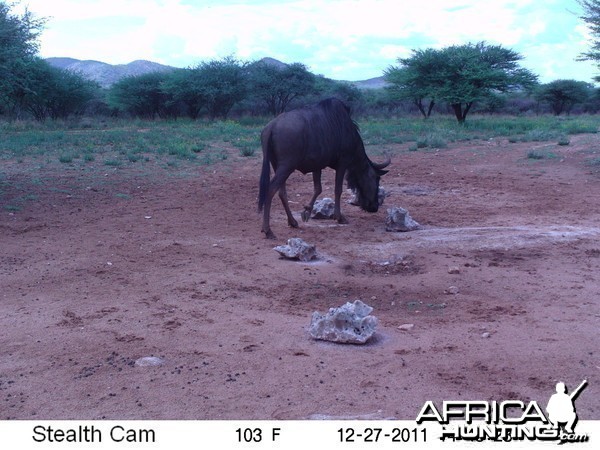 Trail Camera Namibia