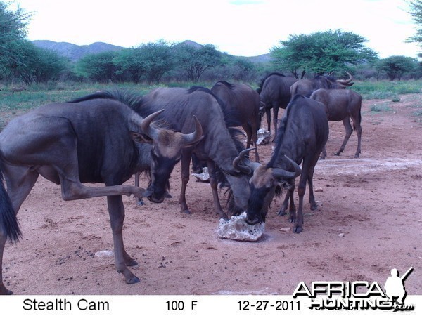 Trail Camera Namibia