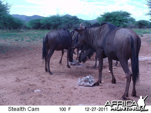 Trail Camera Namibia