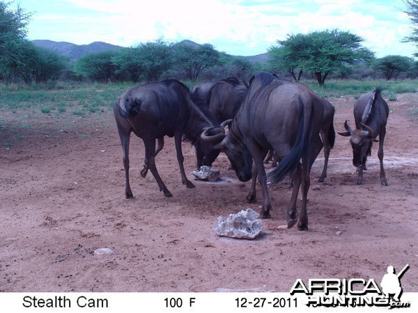 Trail Camera Namibia