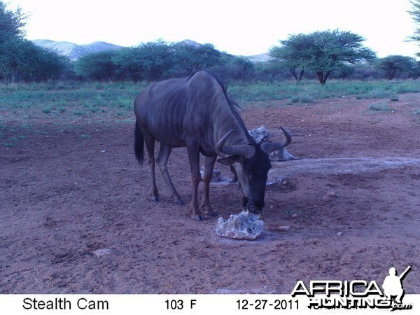 Trail Camera Namibia