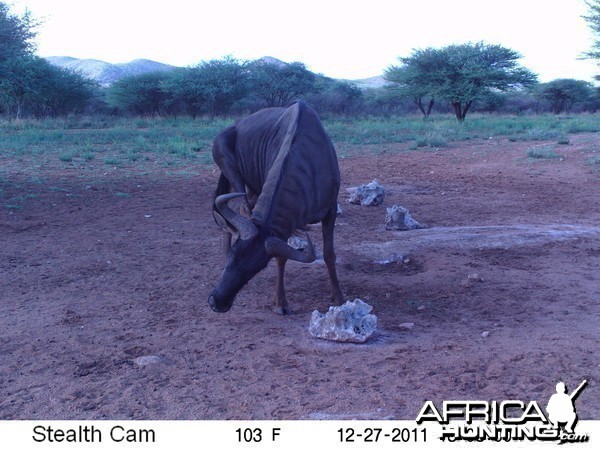 Trail Camera Namibia