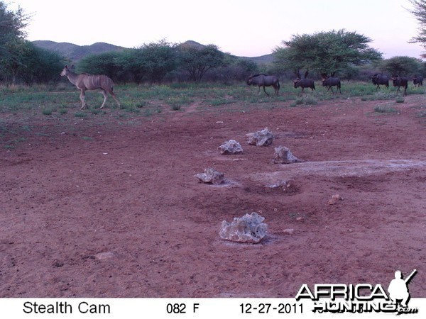 Trail Camera Namibia