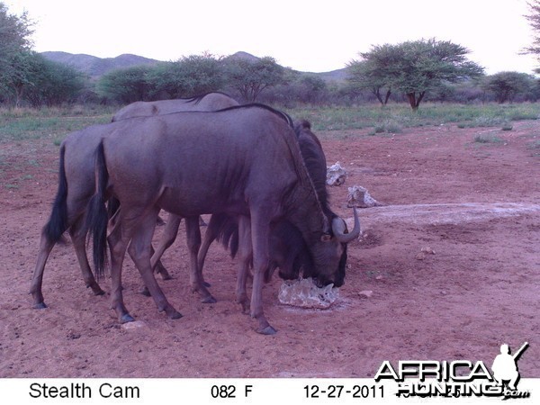 Trail Camera Namibia