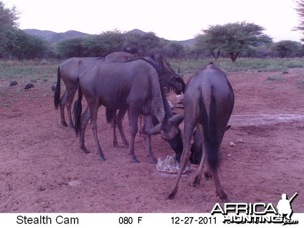 Trail Camera Namibia