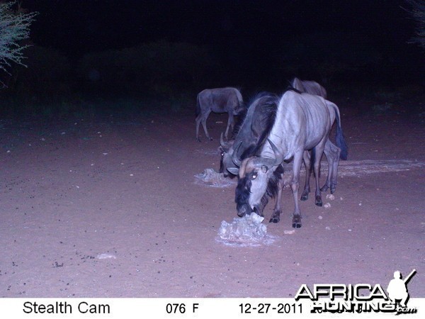 Trail Camera Namibia