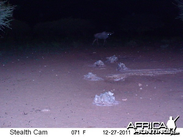 Trail Camera Namibia