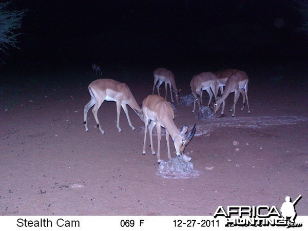 Trail Camera Namibia