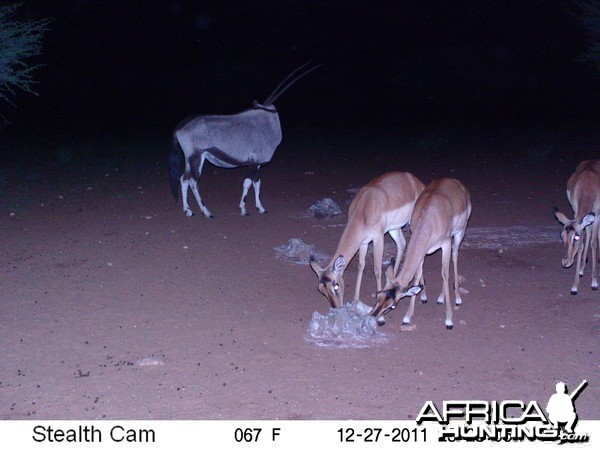 Trail Camera Namibia